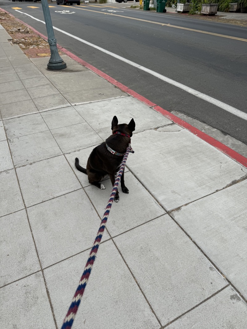 A picture of a black dog named Bowie sitting, taken on July 6 2024 at 7:54 am